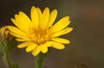 Soft goldenaster